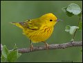 _B215797 yellow warbler